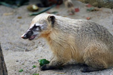 Coati brun