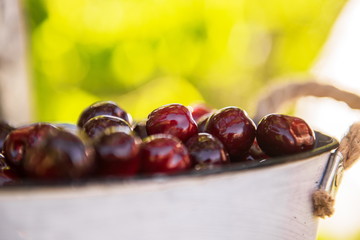 Basket with cherries in the garden. Ripe sweet cherries in a basket. Harvest of sweet cherries. Summer gardening season