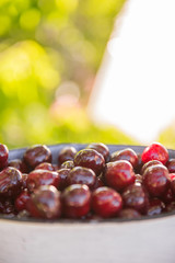 Basket with cherries in the garden. Ripe sweet cherries in a basket. Harvest of sweet cherries. Summer gardening season