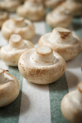 Mushrooms close up