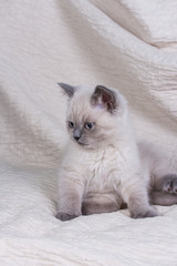 Pets. Cute little british shorthair lilac kitten.