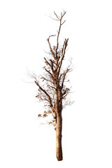 Obraz premium dead tree isolated on white background