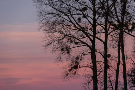 Kahler Baum mit Misteln als Silhouette vor Abendrot