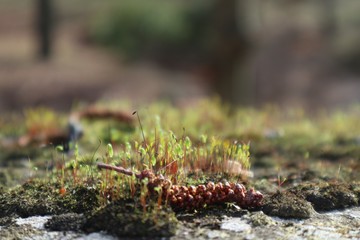 Kleine Welten