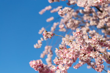 A branch of cherry blossoms. Blooming cherry tree in springtime. Beautiful spring flowers in an orchard. Nature wallpaper background with blossoming Sakura. Blue sky. Soft focus. Copy space.