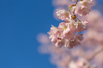 A branch of cherry blossoms. Blooming cherry tree in springtime. Beautiful spring flowers in an orchard. Nature wallpaper background with blossoming Sakura. Blue sky. Soft focus. Close-up. Copy space.