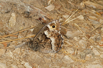 Hipparchia fagi (SCOPOLI, 1763) Großer Waldportier FR, Provence, Notre-Dame de Sénanque 03.07.2015