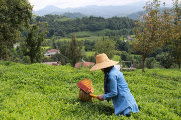 the woman wearing hat cut the tea in the field from Rize. 