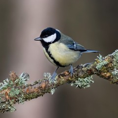 Great Tit On A Branch