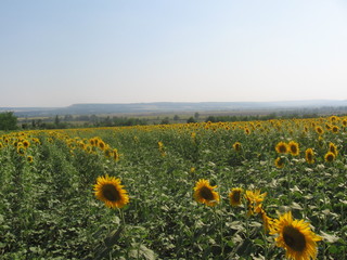 sunflowers