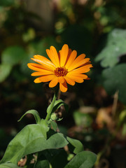 orange calendula