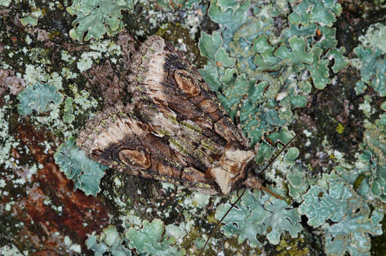 Allophyes oxyacanthae (LINNAEUS, 1758) Wei&szlig;dorn-Eule DE, NRW, Remscheid, Naturschule Grund 16.10.2015