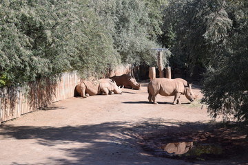 Nashorn 9
