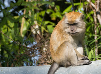 close view of macaque in malaysia forest along the roadside