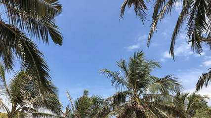 Obraz na płótnie Canvas palm trees against blue sky with copy space