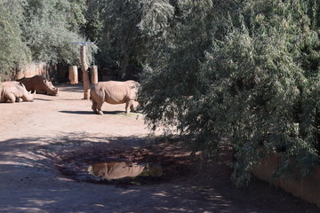Nashorn 11