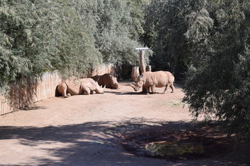 Nashorn 15
