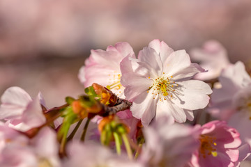 Art photography of blooming flowers cherry tree in springtime. Spring florets in a garden in sunny day. Nature wallpaper background with blossoming Sakura. Game of color. Closeup.