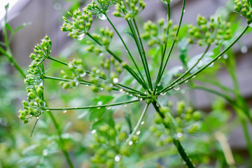  Cultivation and care of plants concept: Wet seeds with parsley flower after rain.