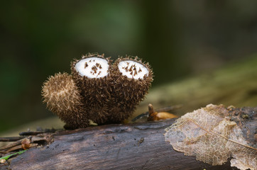 Small brown shaggy mushroom Cyathus striatus, commonly known as the fluted bird's nest growing on the wood. Another common name is splash cups. Inedible mushroom.