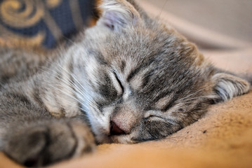  Little scottish fold kitten sleeping on the bed