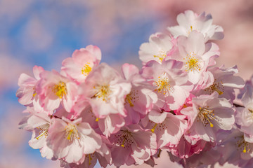 Art photography of blooming flowers cherry tree in springtime. Spring florets in a garden in sunny day. Nature wallpaper background with blossoming Sakura. Selective focus. Game of color. Closeup.