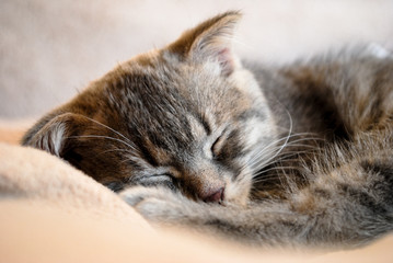  Little scottish fold kitten sleeping on the bed