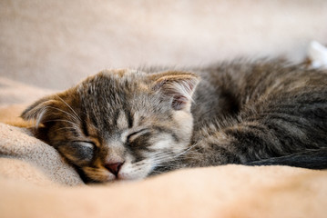  Little scottish fold kitten sleeping on the bed
