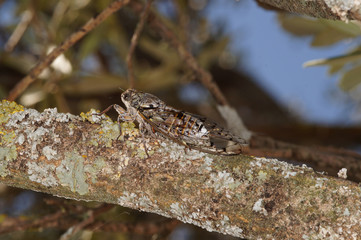 Cicada orni Linnaeus, 1758 Cicada orni, Singzikade FR, Provence, Saint-Rémy-de-Provence 01.07.2015