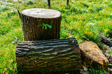 Obraz premium Forest destruction concept: Cut tree pieces in an autumn forest.