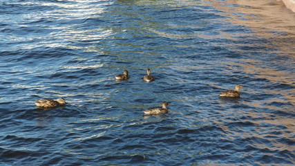 Ducks on Neva river