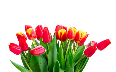 fresh tulips flowers