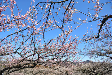 群馬県安中市　ぐんま三大梅林　秋間梅林