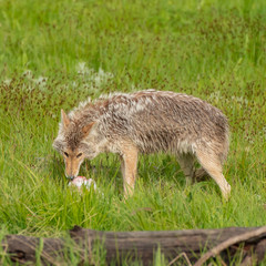 Coyote Eats Carcass of Small Elk