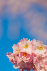 A branch of cherry blossoms. Blooming cherry tree in springtime. Beautiful spring flowers in an orchard. Nature wallpaper background with blossoming Sakura. Blue sky. Soft focus. Close-up. Copy space.