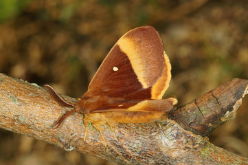 Lasiocampa quercus (LINNAEUS, 1758) Eichenspinner DE, NRW, Dellbrücker Heide 02.07.2015
