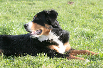 Berner Sennenhund liegt auf einer Wiese