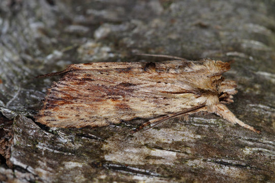 Lithophane socia (HUFNAGEL, 1766) Gelbbraune Rindeneule DE, NRW, Remscheid, Naturschule Grund 16.10.2015