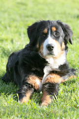Berner Sennenhund liegt auf dem Rasen