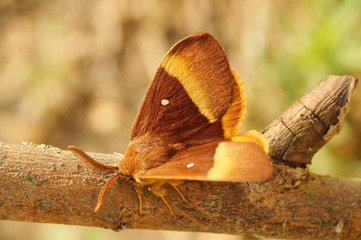 Lasiocampa quercus (LINNAEUS, 1758) Eichenspinner DE, NRW, Dellbrücker Heide 02.07.2015