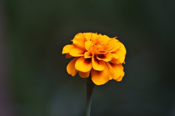 orange flower on black background