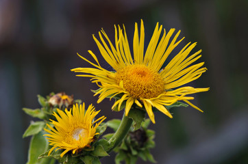 yellow flower in garden