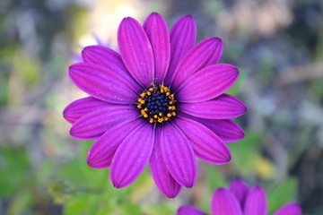 Bright Purple Flower