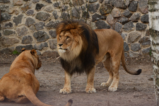 Lion and lioness at the city zoo.