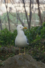 seagull on a post watching to the left