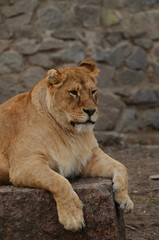 Close-up portrait of a beautiful fluffy Lion