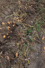 Culture de la pomme de terre