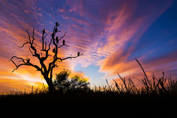 Beautiful sunset and sunrise savannah field with silhouette vultures perching on dry tree