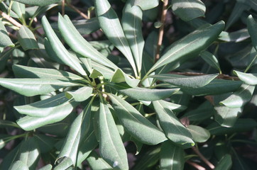 Fototapeta premium aloe vera plant