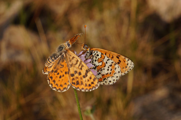 Melitaea didyma (ESPER, 1778) Roter Scheckenfalter FR, Provence, Massif des Alpilles 07.07.2015